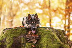 German shepherd dog in autumn