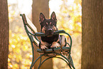 German shepherd dog in autumn