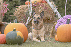 German Shepherd Dog