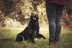 black German Shepherd