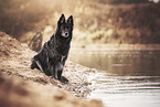 black German Shepherd