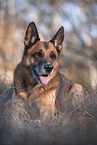 German Shepherd