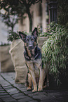 German Shepherd in the city