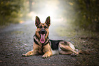 adult German Shepherd