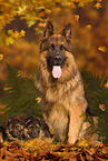 longhaired German Shepherds