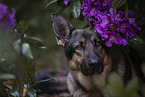 German Shepherd Portrait