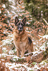 male German Shepherd