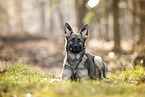 female German Shepherd