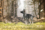 female German Shepherd