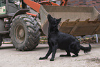 black German Shepherd