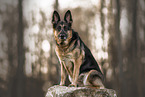 adult German Shepherd