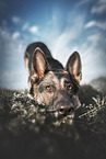 adult German Shepherd