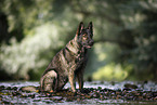 female German Shepherd