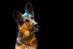 German Shepherd at Holi shooting