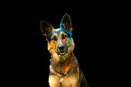 German Shepherd at Holi shooting