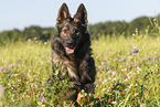 German Shepherd in summer