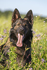 German Shepherd in summer