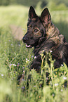 German Shepherd in summer