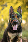 adult German Shepherd