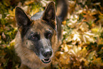 female German Shepherd in autumn