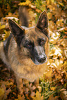 female German Shepherd in autumn