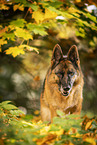 female German Shepherd in autumn