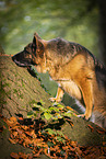 female German Shepherd in autumn