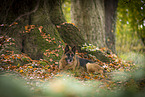female German Shepherd in autumn