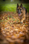 female German Shepherd in autumn