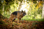 female German Shepherd in autumn