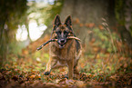 female German Shepherd in autumn