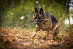 female German Shepherd in autumn