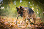 female German Shepherd in autumn
