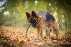 female German Shepherd in autumn