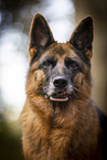 female German Shepherd in autumn