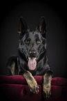 German Shepherd in Studio