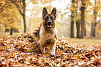 German Shepherd in autummn