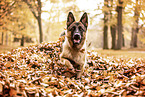 German Shepherd in autummn