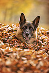 German Shepherd in autummn