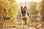 German Shepherd in autummn