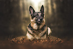 adult German Shepherd