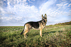 adult German Shepherd