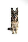 adult German Shepherd