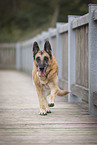 old German Shepherd