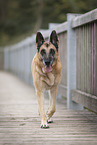 old German Shepherd