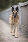 old German Shepherd