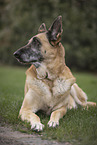 old German Shepherd