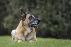 old German Shepherd