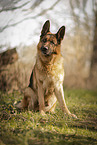 male German Shepherd