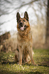 male German Shepherd